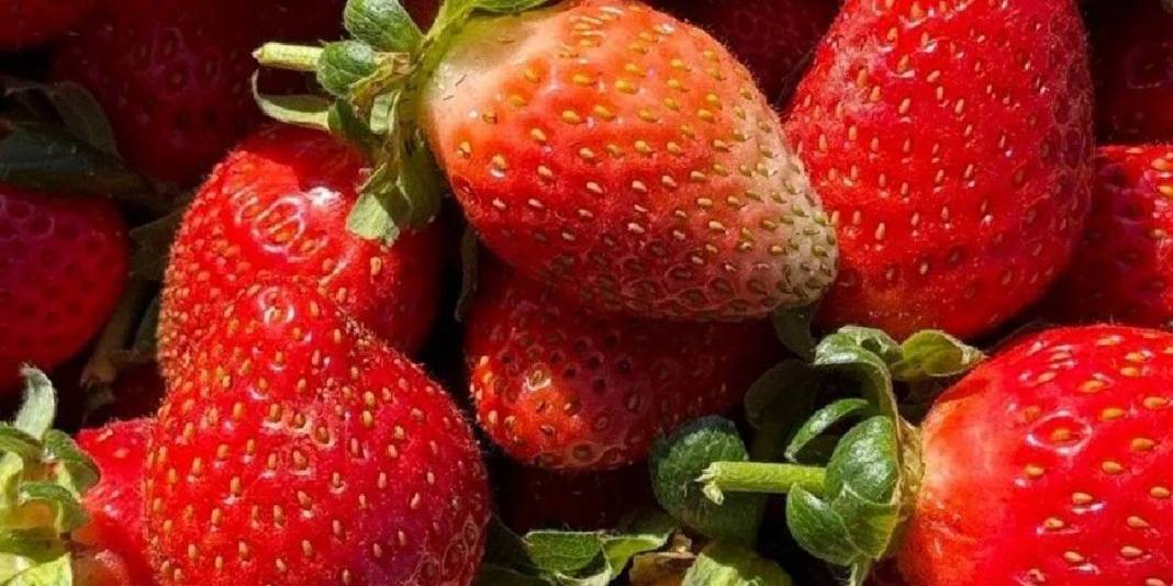 Yetiştiren pişman olmuyor! Bu yıl 15 ton ürün hedefliyor: Üretimi her geçen gün yaygınlaşıyor 4